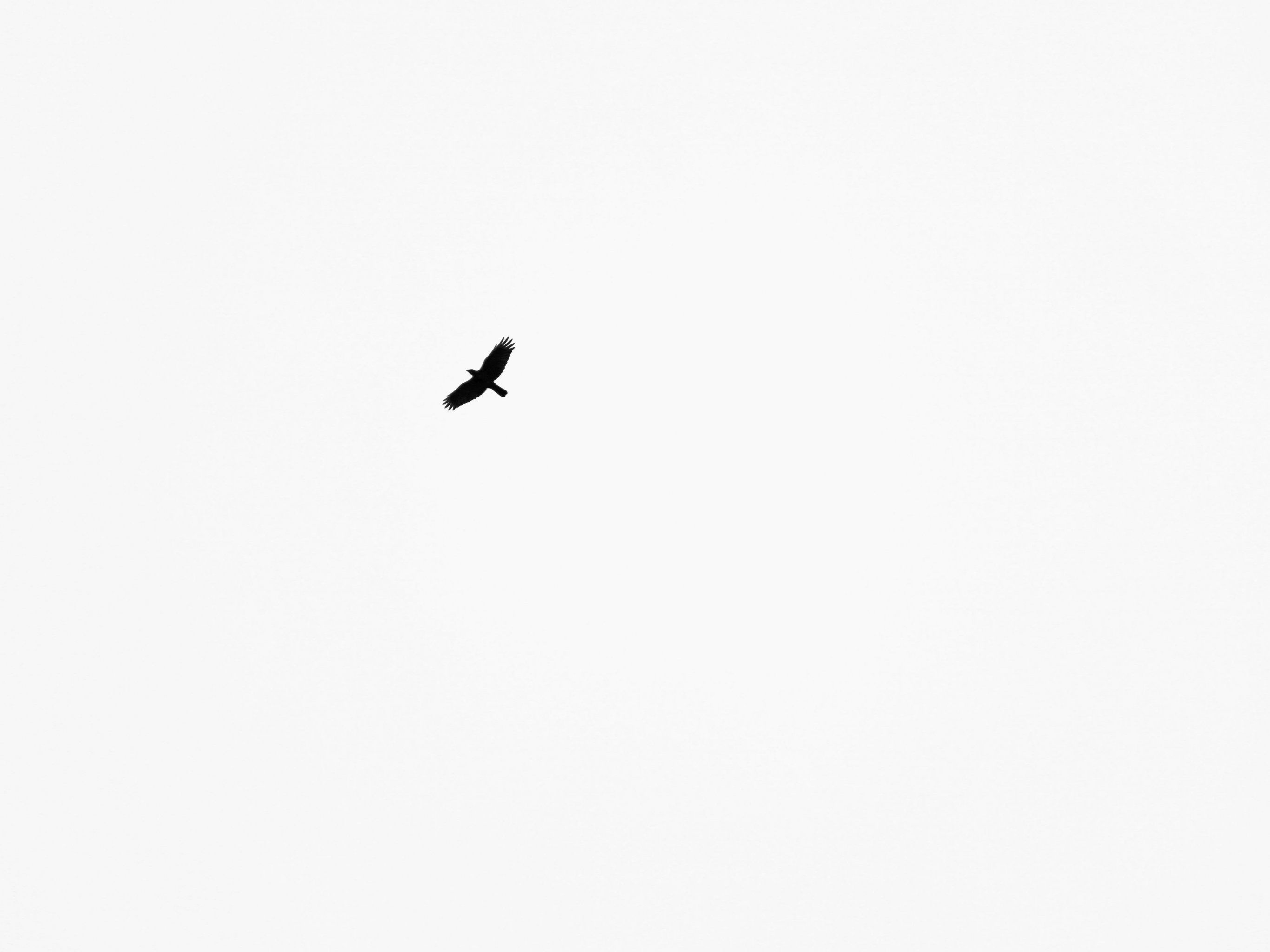 A bird flying in the sky. - 