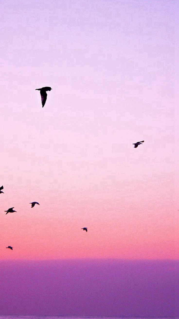 Birds flying in the sky during sunset - 