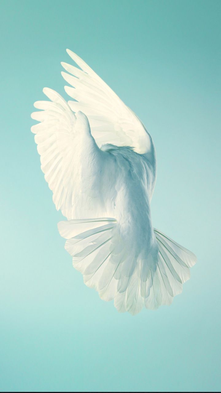 A white bird flying in the air - 