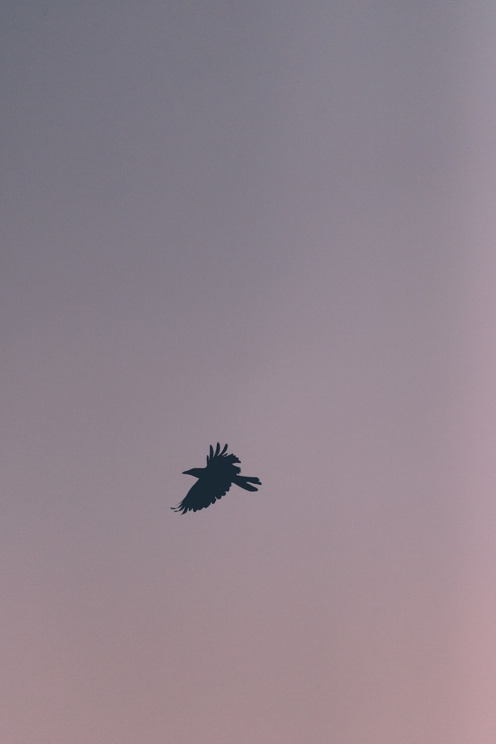 a bird flying in the sky at dusk photo