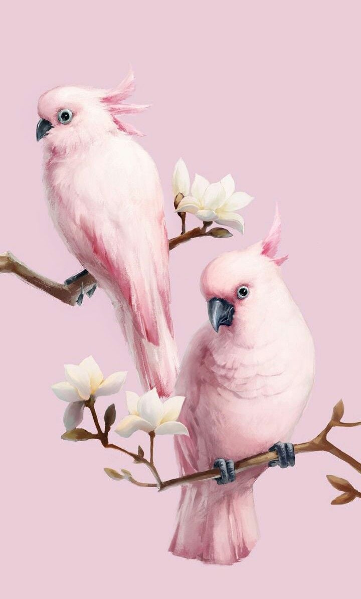 Two pink cockatoos on a branch - 