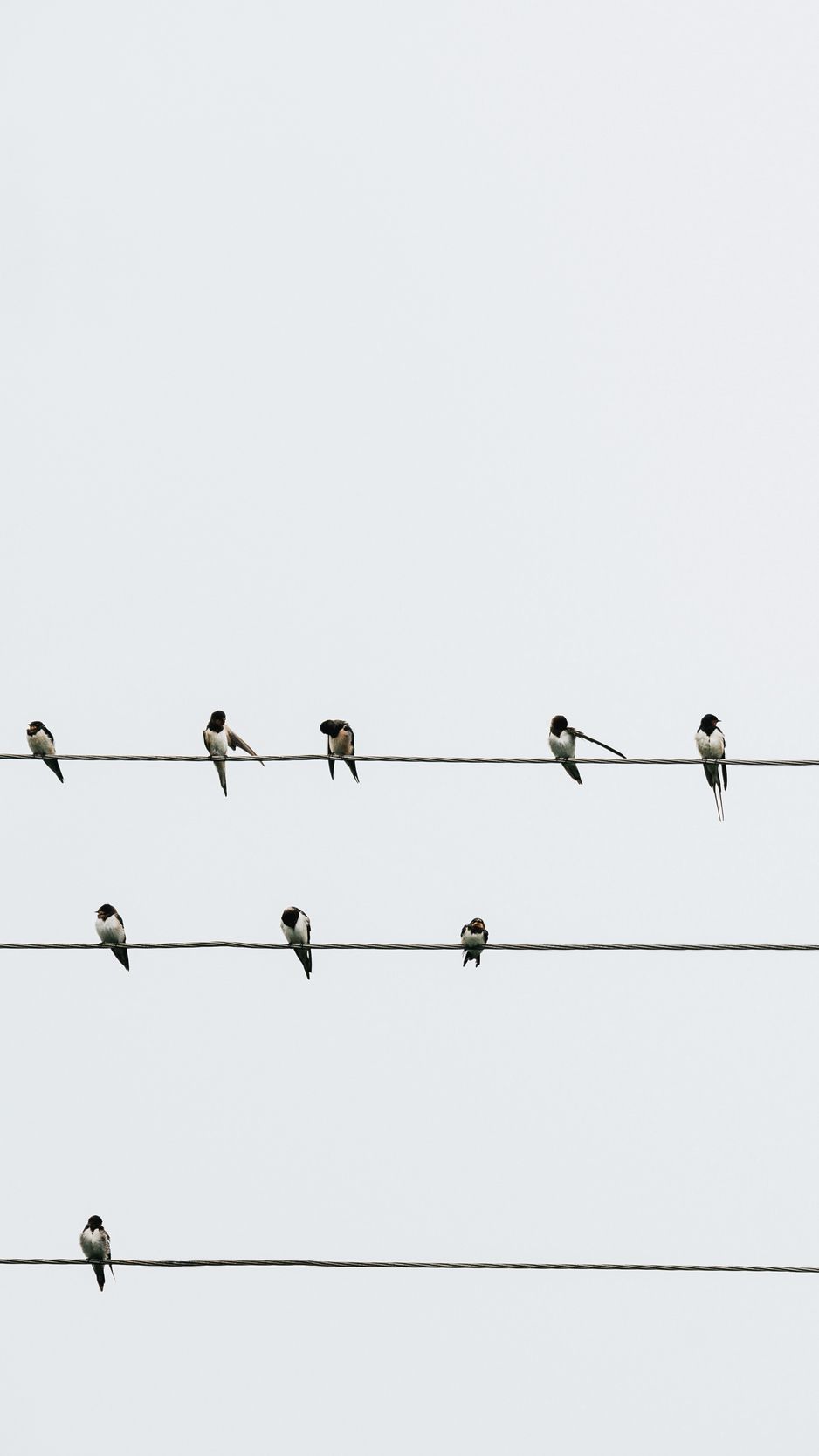 Swallows sitting on wires against the sky - 