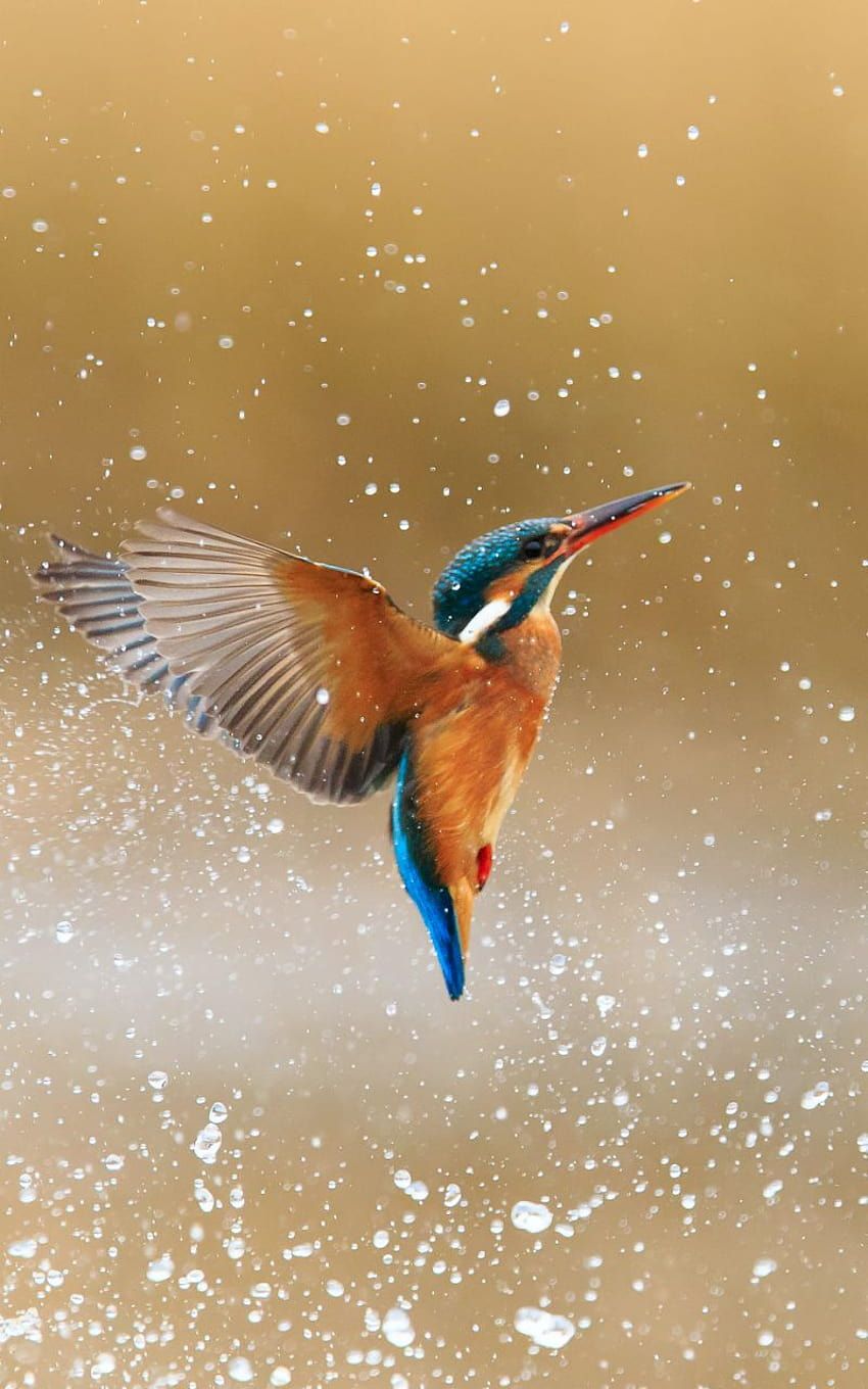 A kingfisher flying above water with its wings spread - 