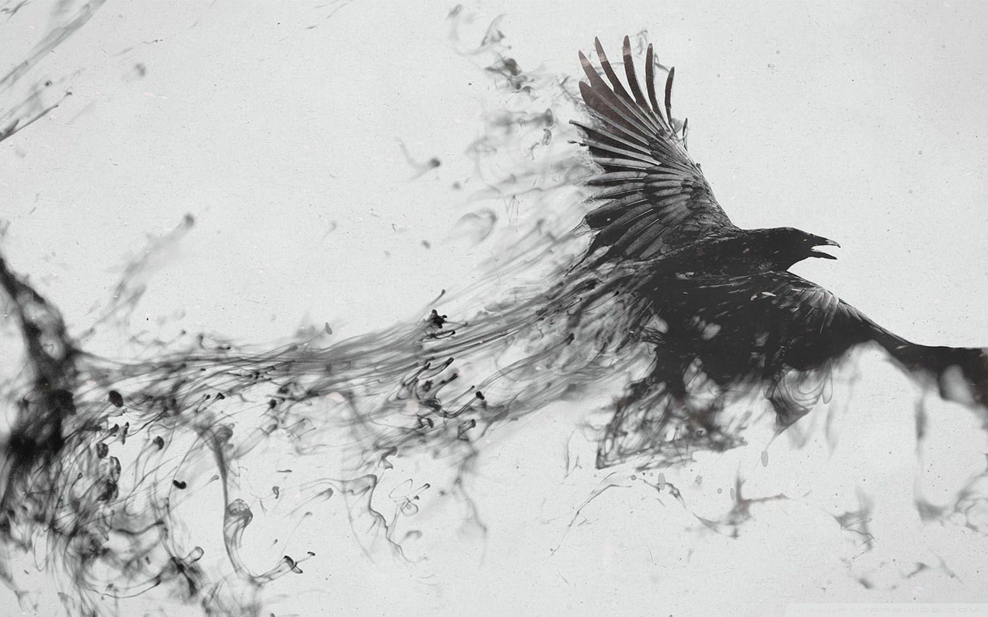A crow flying in the sky wallpaper 1920x1200 resolution - 