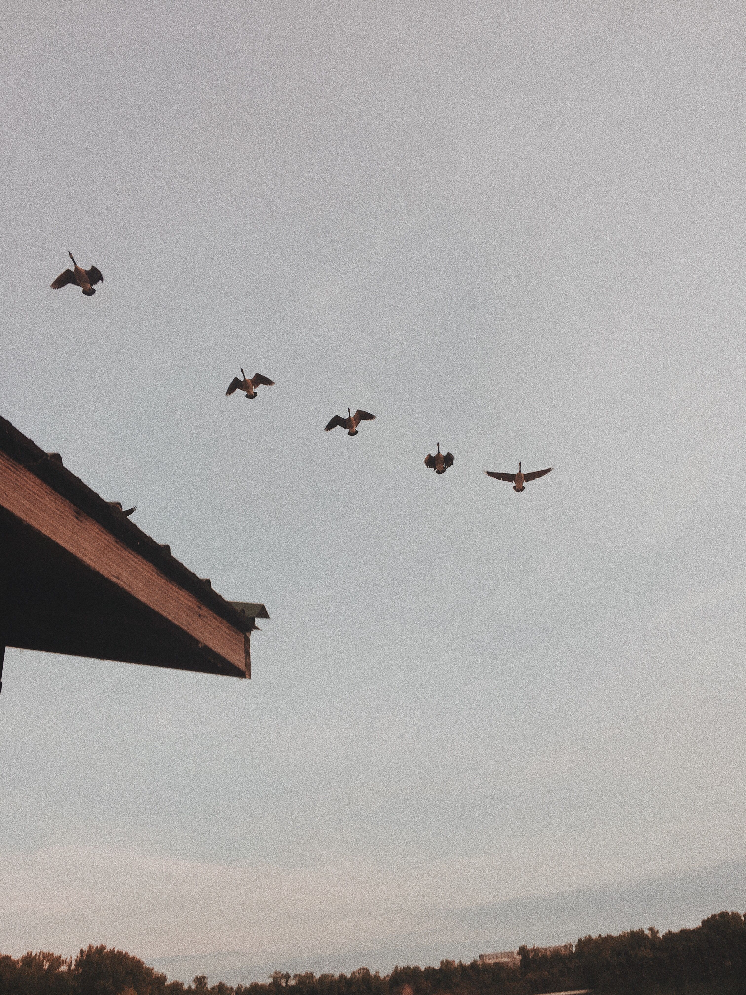 A flock of birds flying over a house. - 