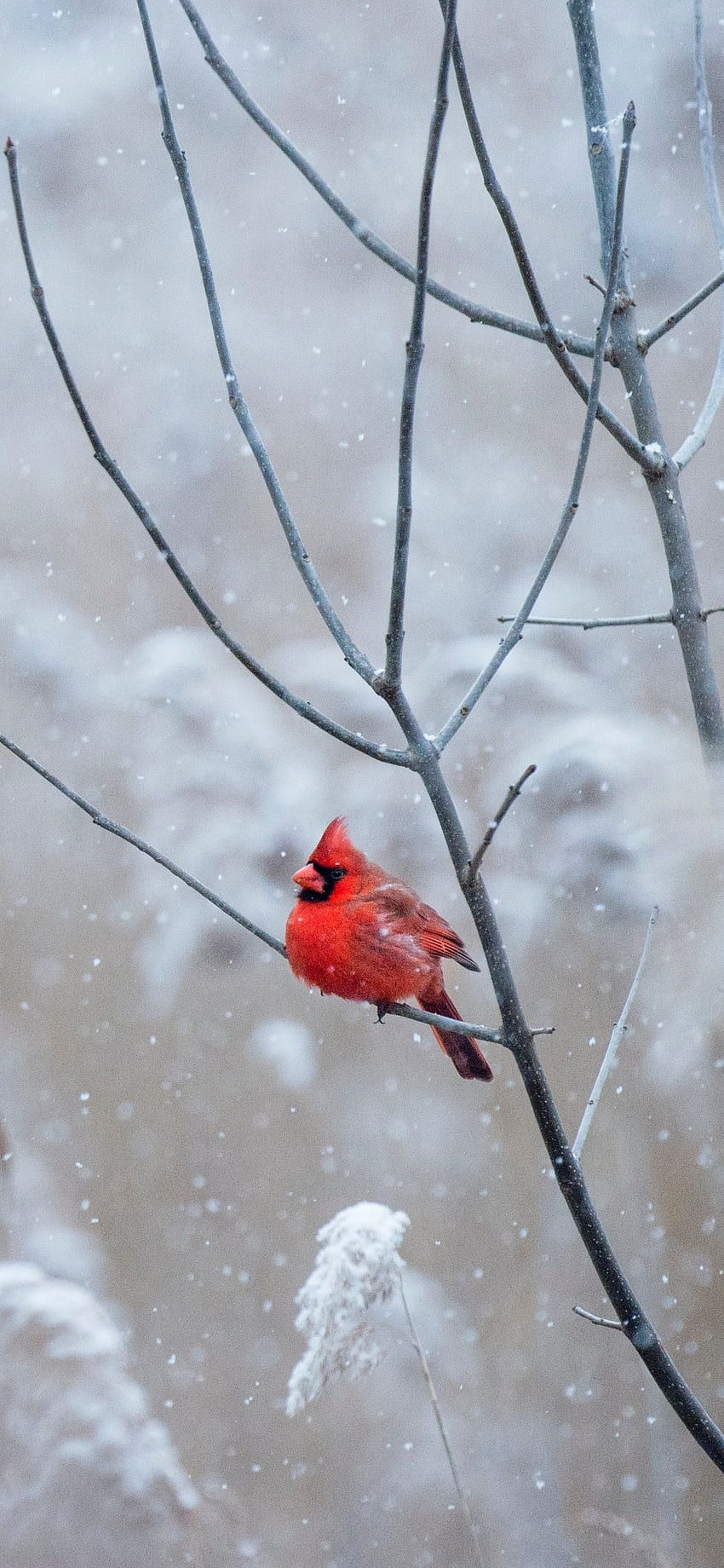 A red bird sitting on top of tree - 