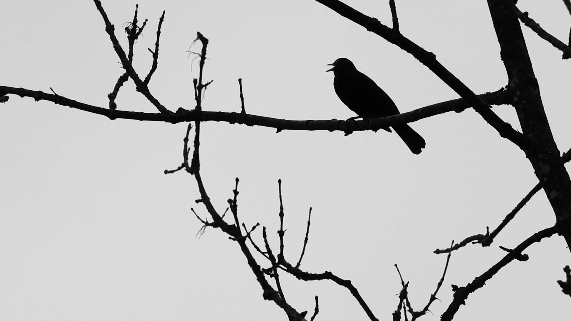 A bird sitting on the branch of tree - 