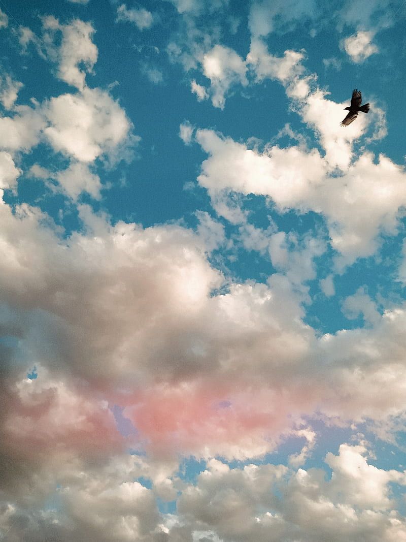 A bird flying in the sky with clouds - 