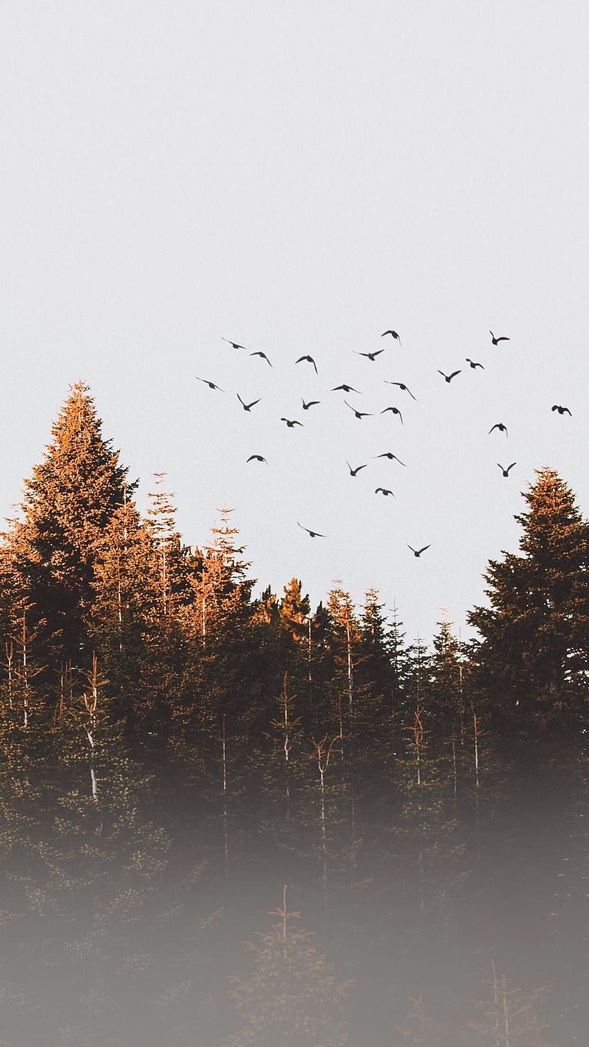 A flock of birds flying over a forest. - 