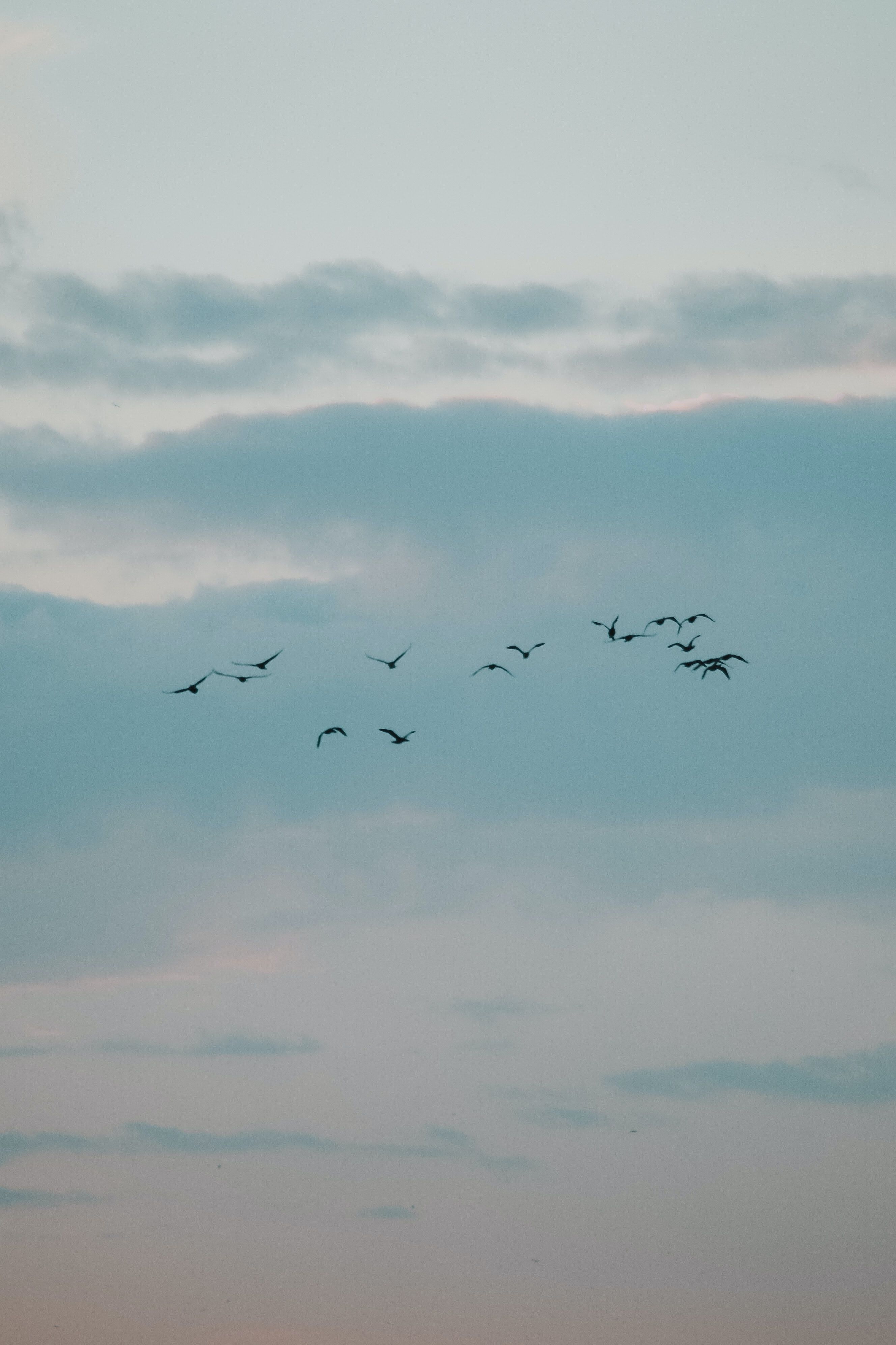 Flock of Birds · Free