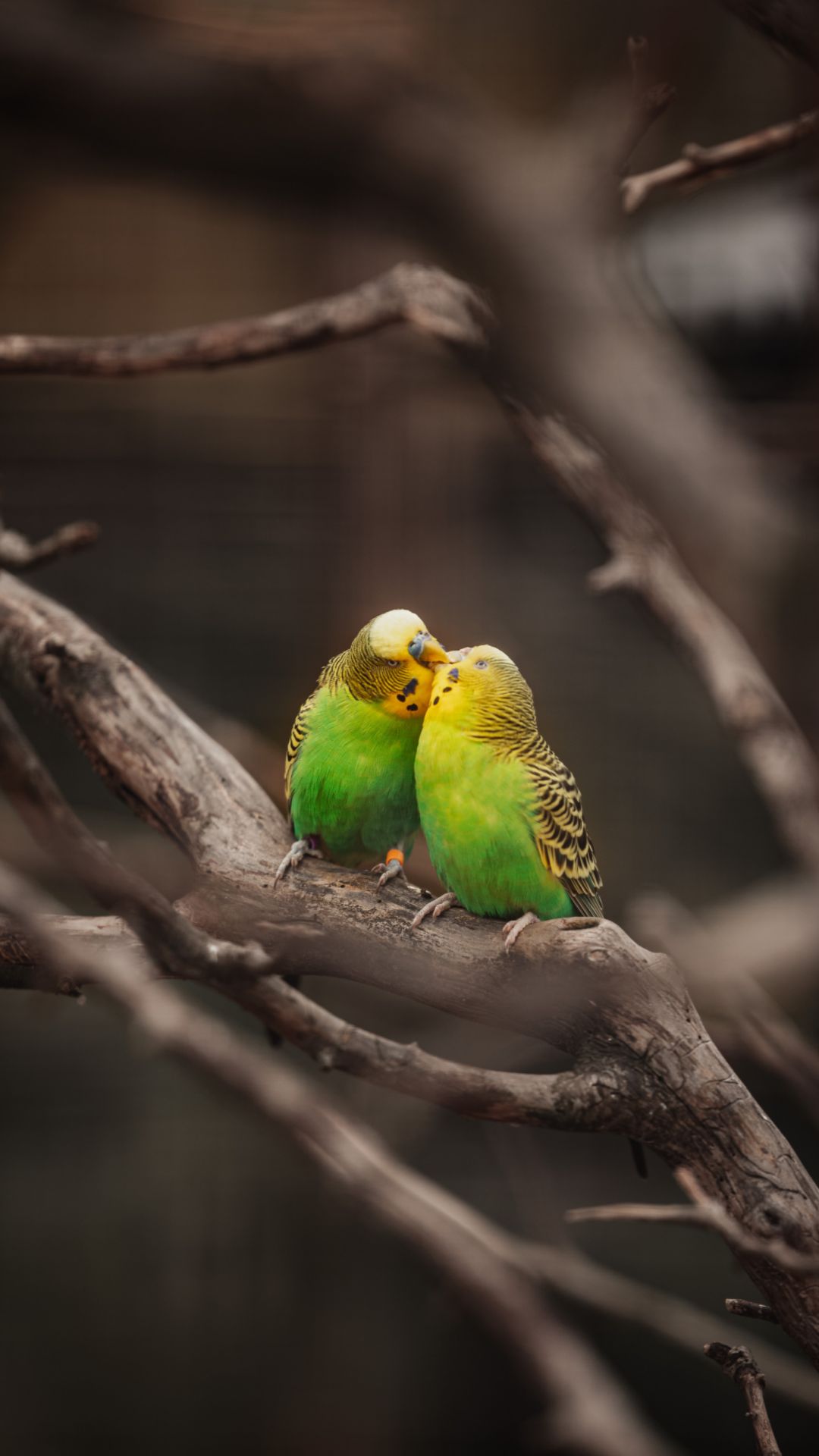 Budgerigars on a tree branch - 
