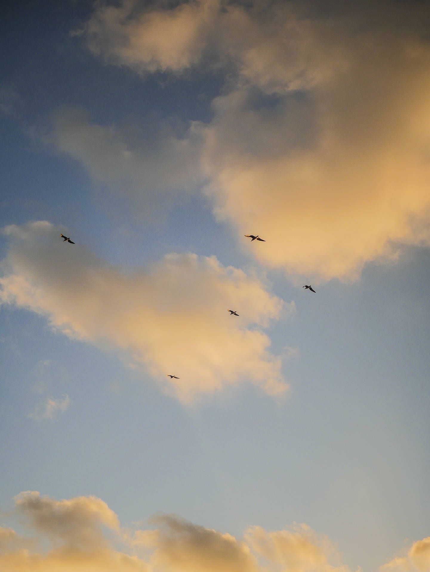 A flock of birds flying in the sky - Vintage clouds