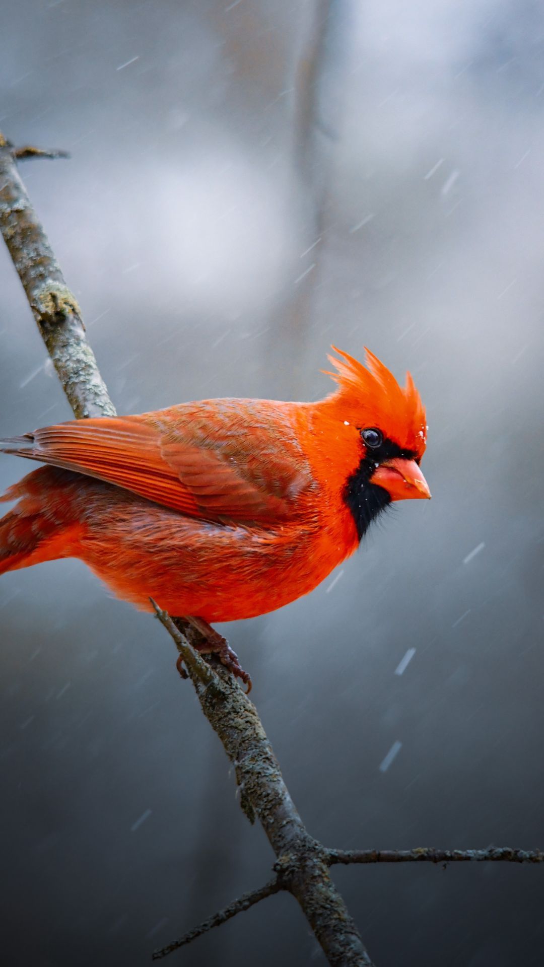 A red bird sitting on the branch of tree - 