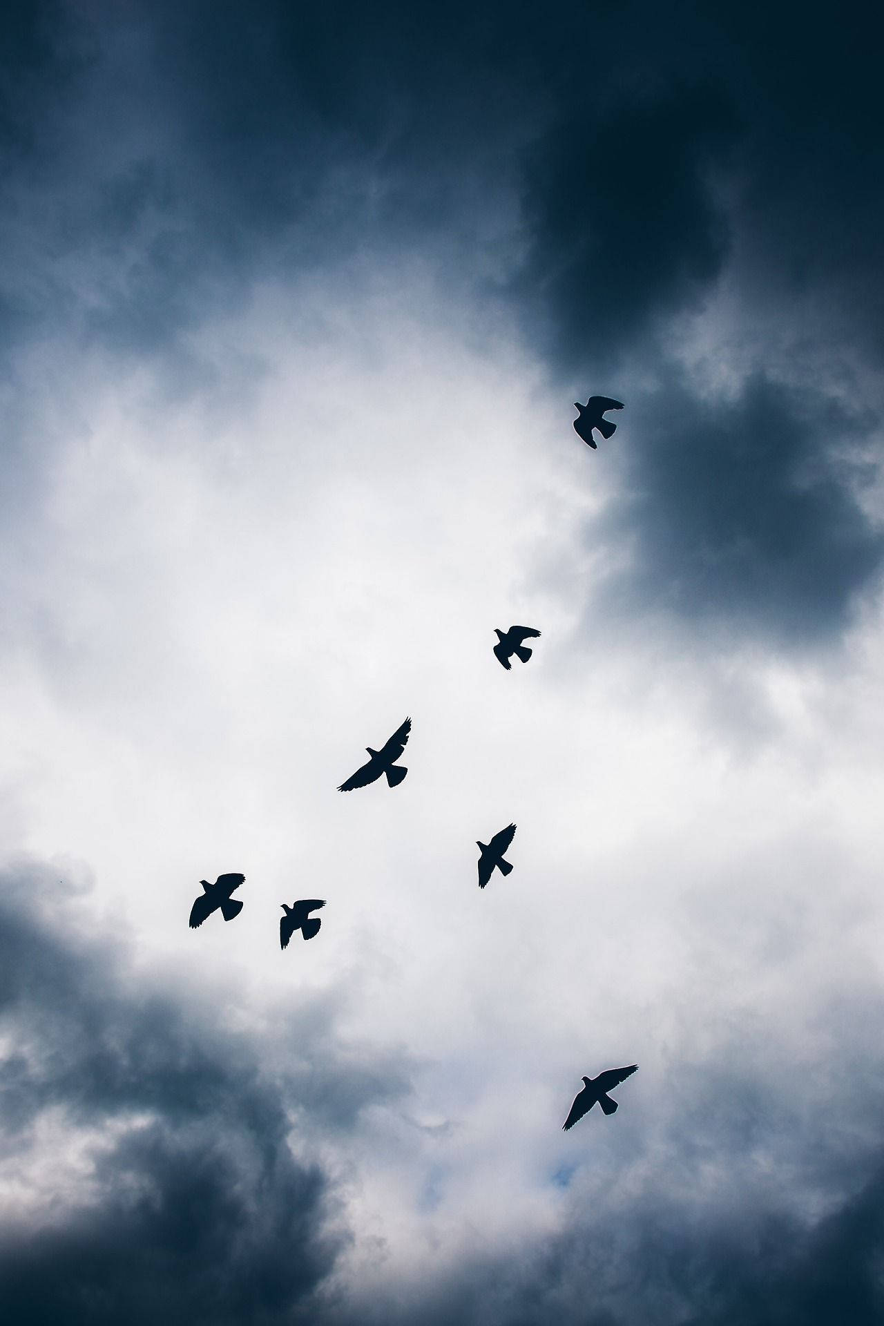 Download Birds Flying Over The Dark Clouds Wallpaper