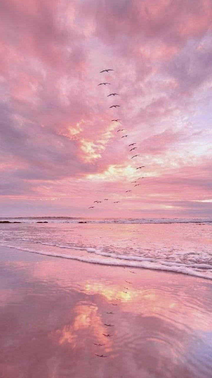 Birds flying over the ocean during a pink sunset - 