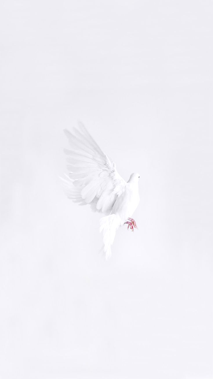 A white dove flying in a white sky - 