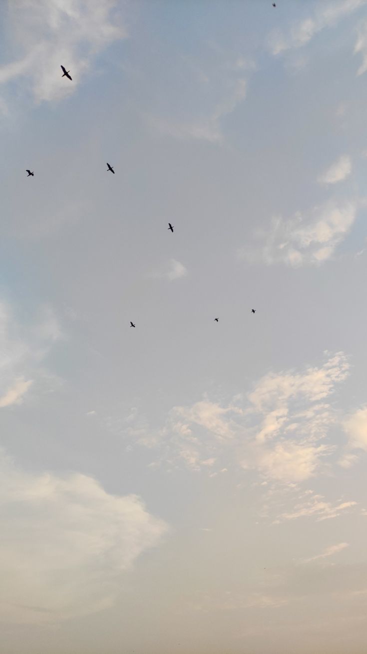 Birds going to their home #sky. iPhone wallpaper blur, Beautiful wallpaper background, Cute wallpaper background