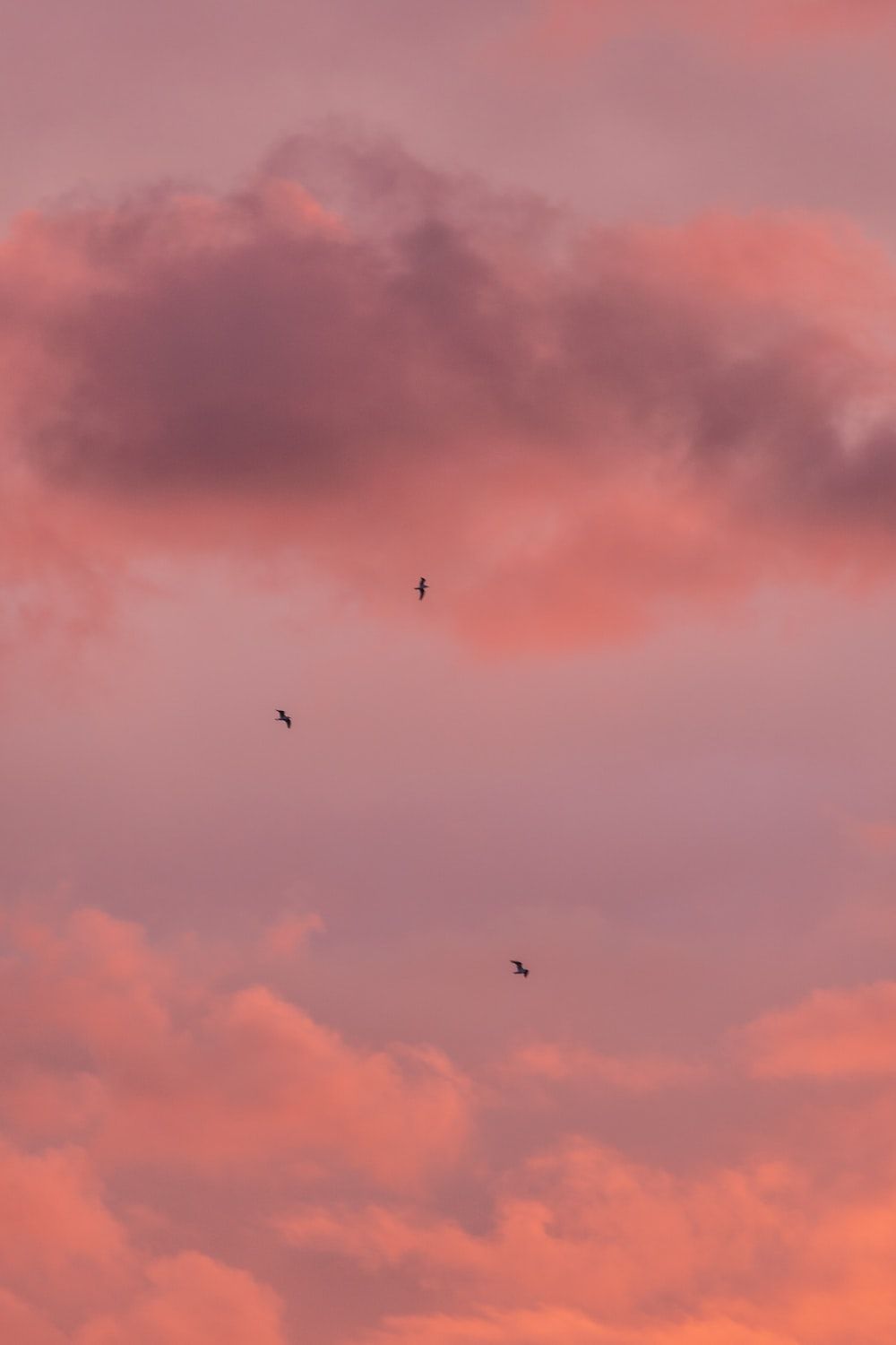Three birds flying under the clouds during sunset - 