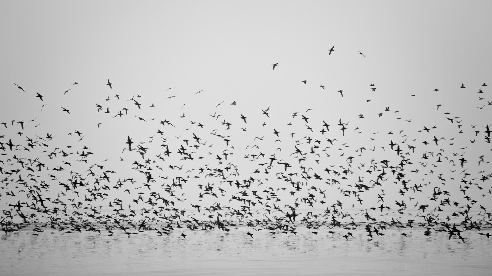A large flock of birds flying over the water - 