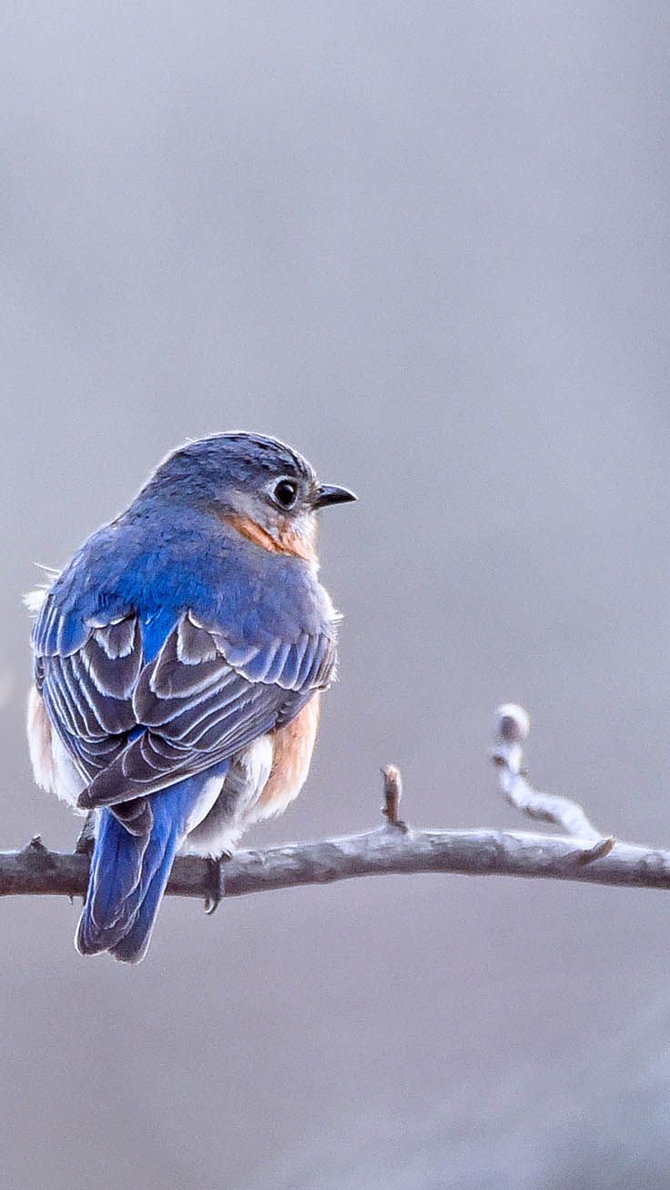 A blue bird sitting on a tree branch. - 
