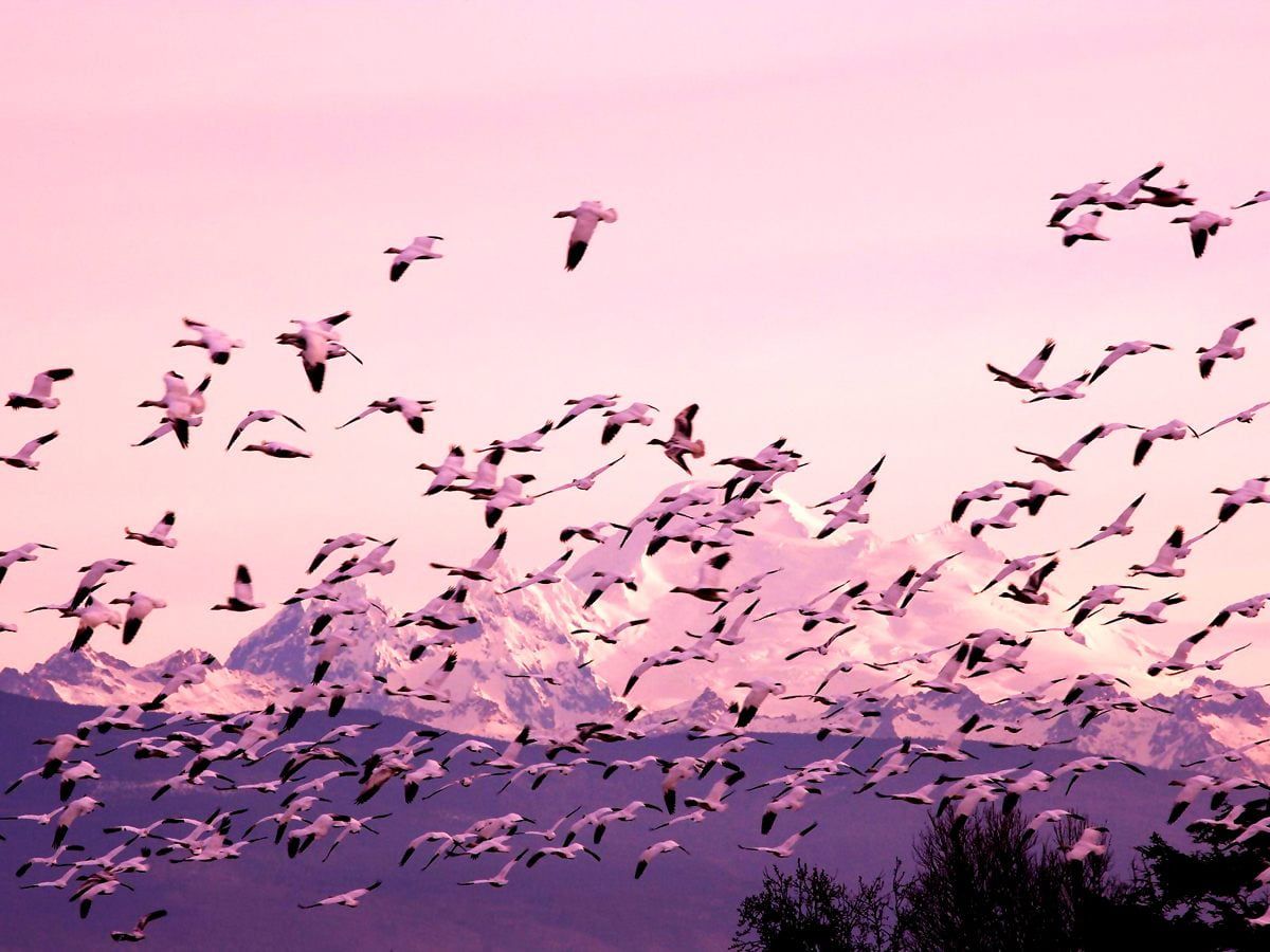 A flock of birds flying in the sky - 