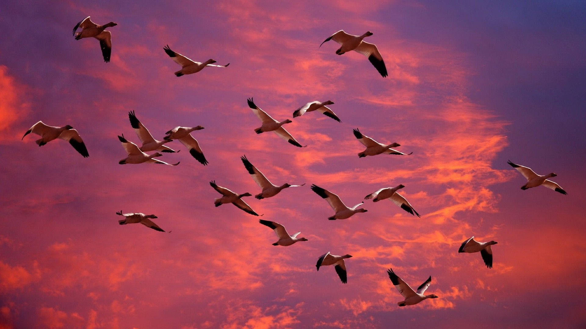 A flock of geese fly through a pink and purple sky. - 