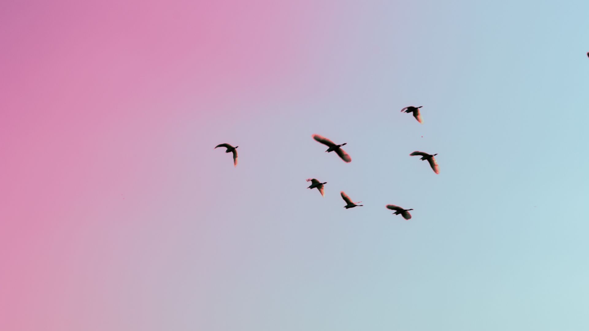 Birds flying in the sky during sunset - 