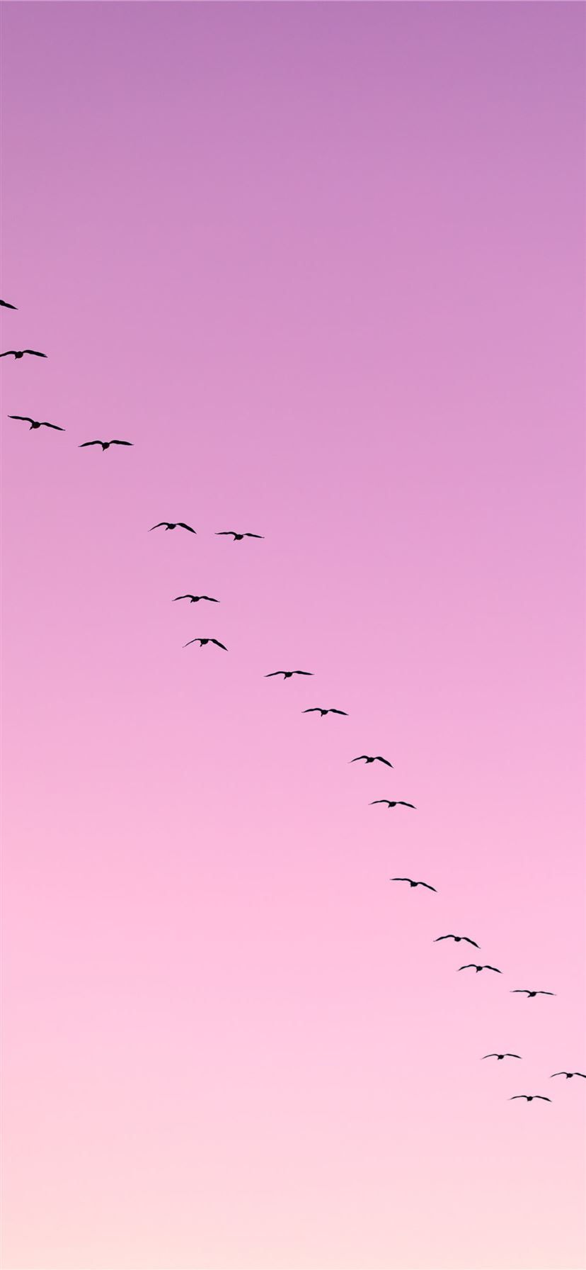 flock of birds flying iPhone 11 Wallpaper Free Download