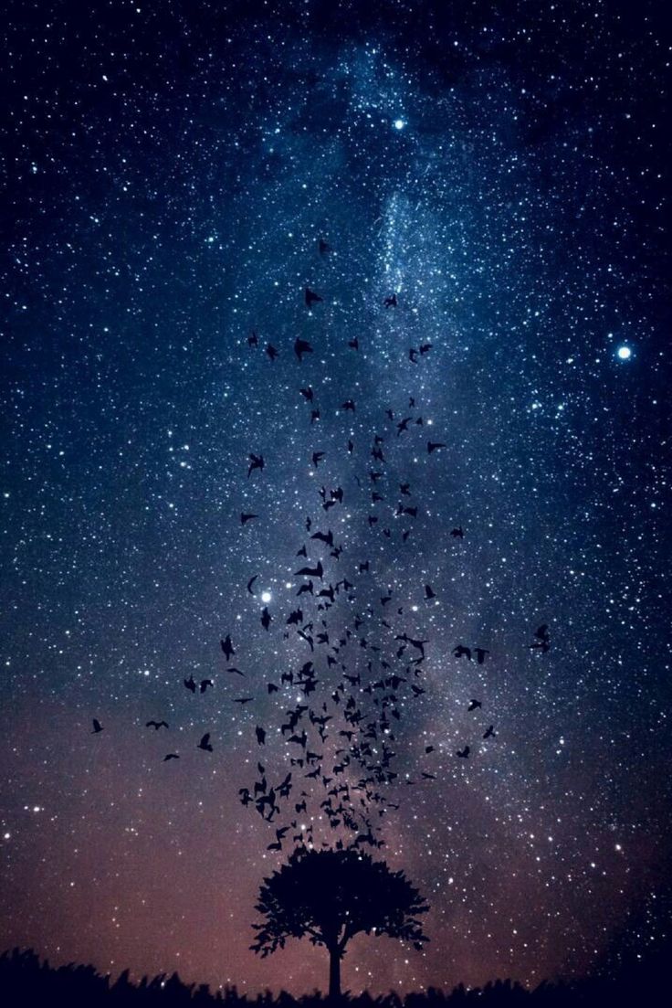 Peaceful, I love the birds and stars!!!. Christmas aesthetic wallpaper, Astrophotography, Aesthetic wallpaper