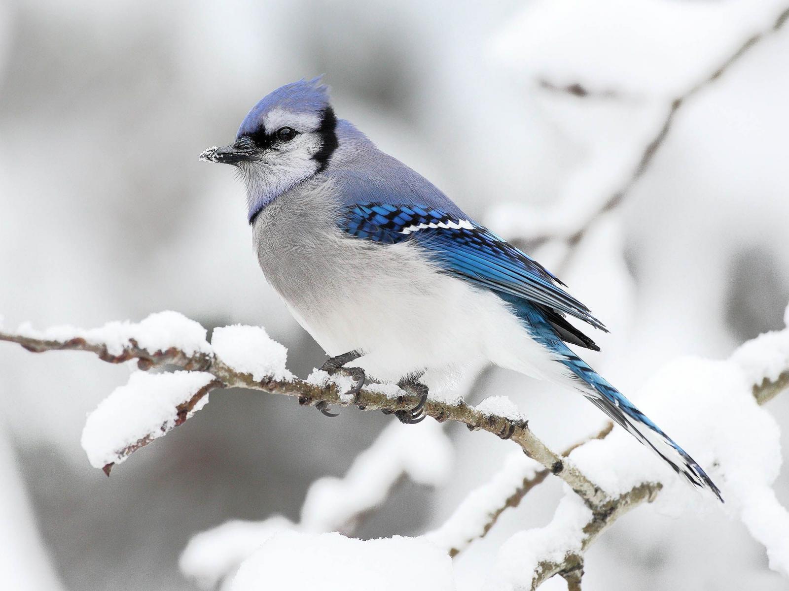 A blue and white bird sitting on top of tree branch - 