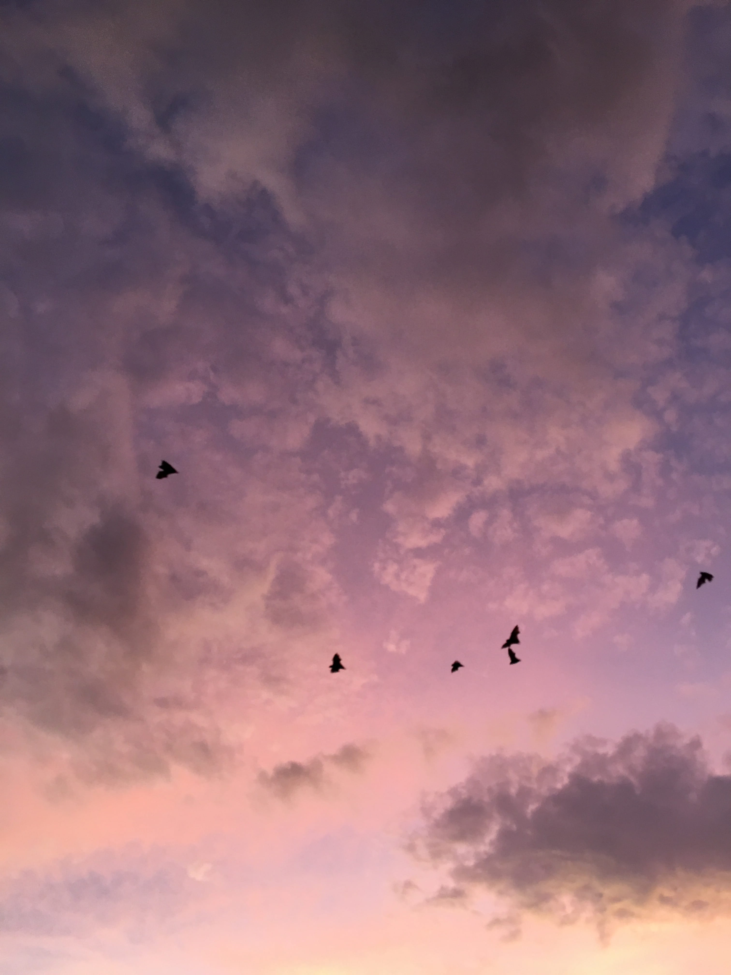 A flock of birds flying in a cloudy sky at sunset. - 