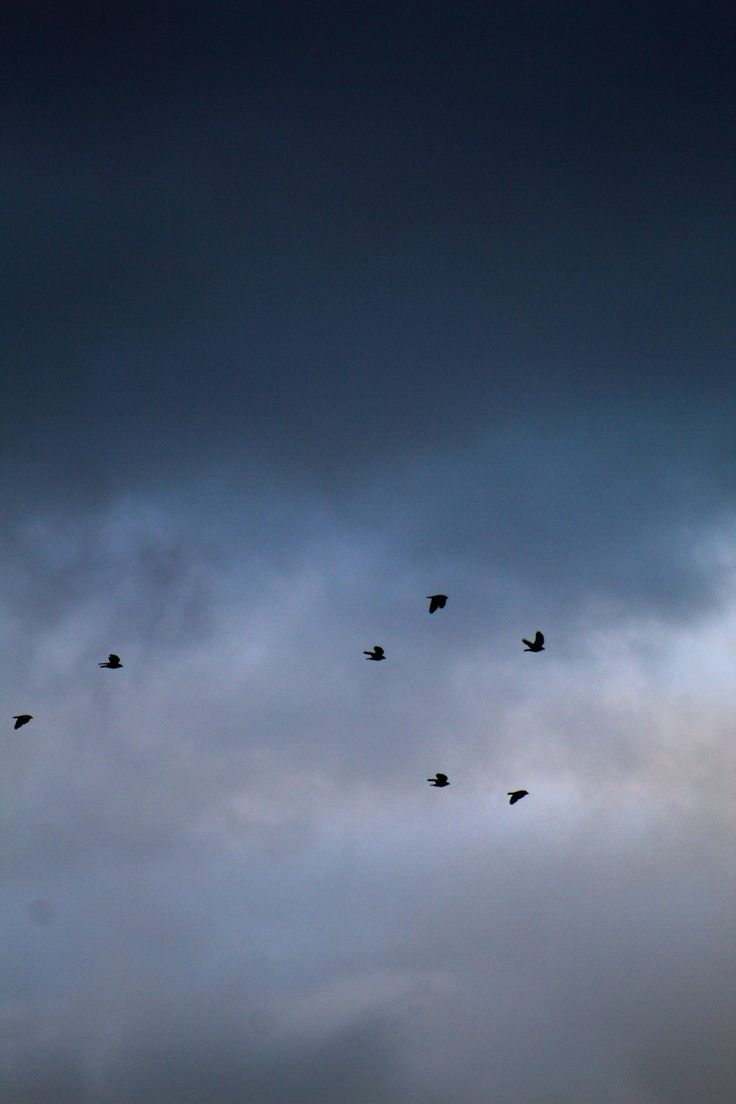 A group of birds flying in the sky - 