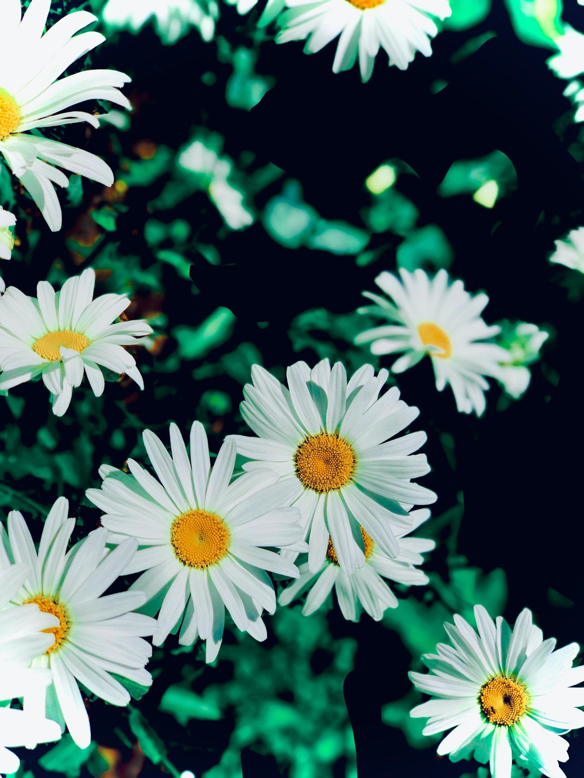 A close up of some white flowers - Boho