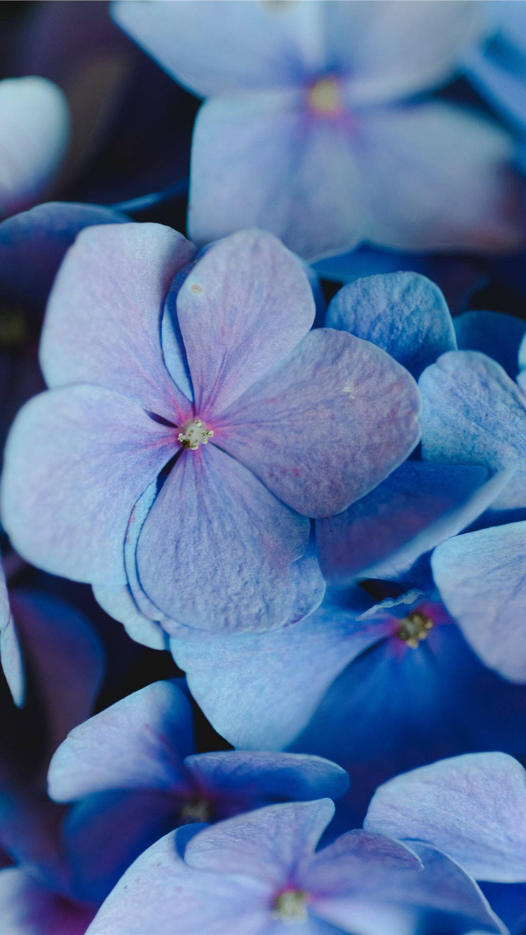 Download Periwinkle Aesthetic Flowers Wallpaper