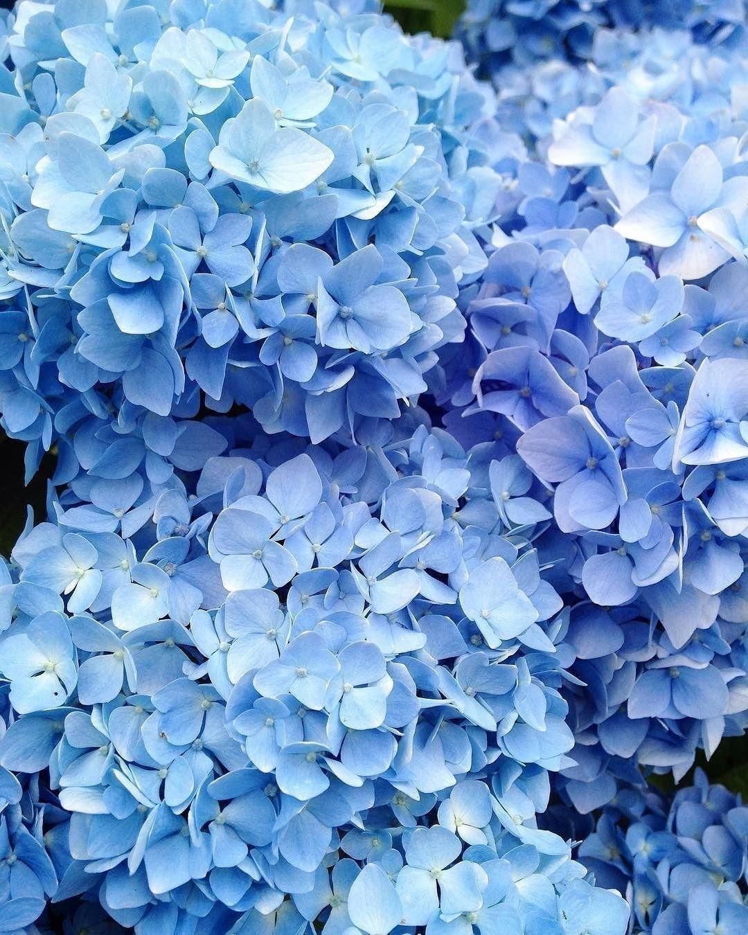 Blue aesthetic flowers Wallpaper Download