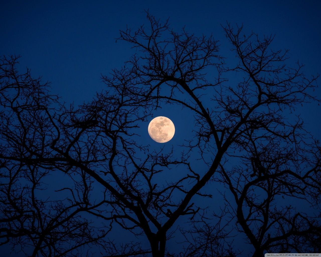 The full moon is shown through a tree - 1280x1024