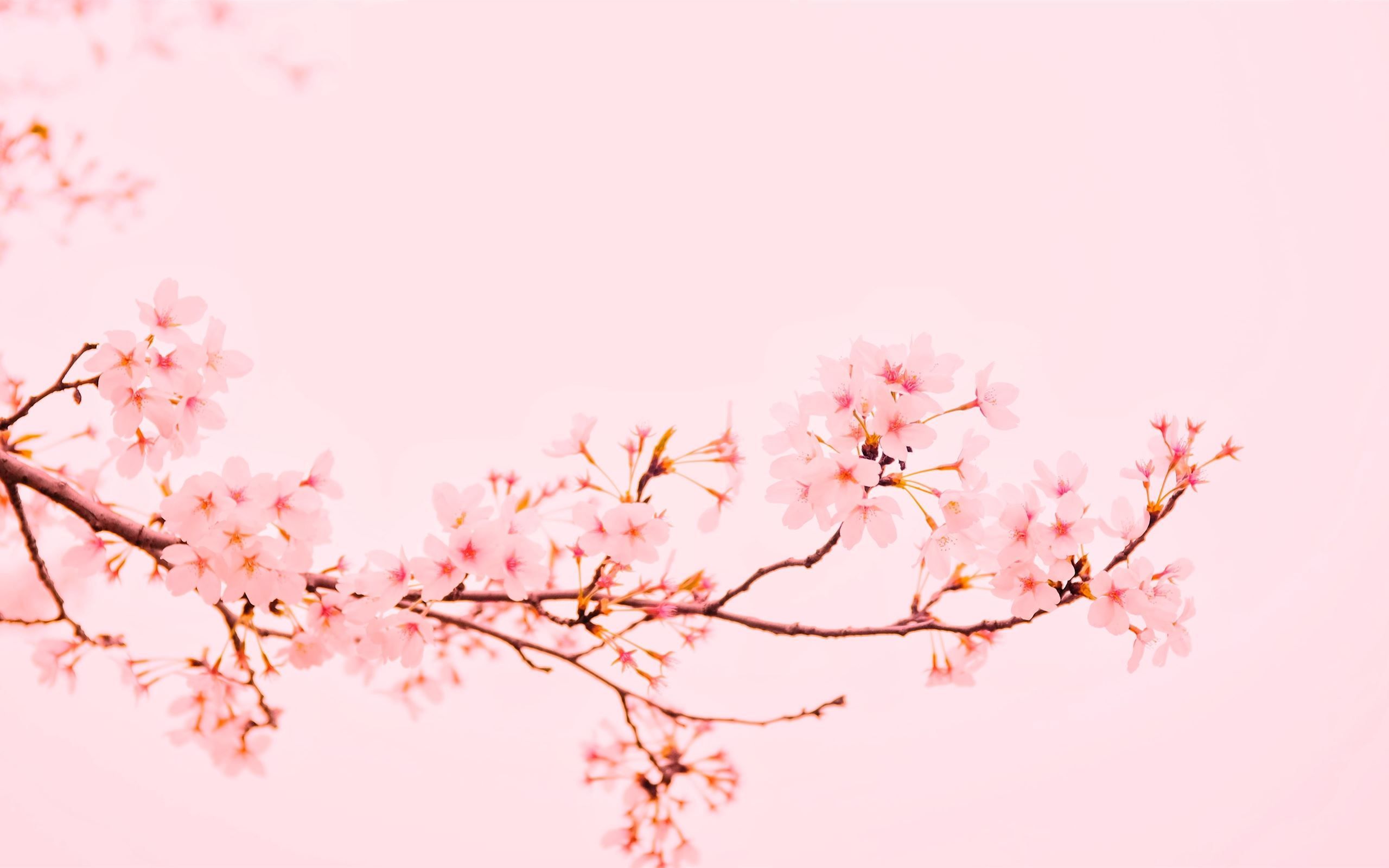 Pink flowers on a branch against a pink background - IMac