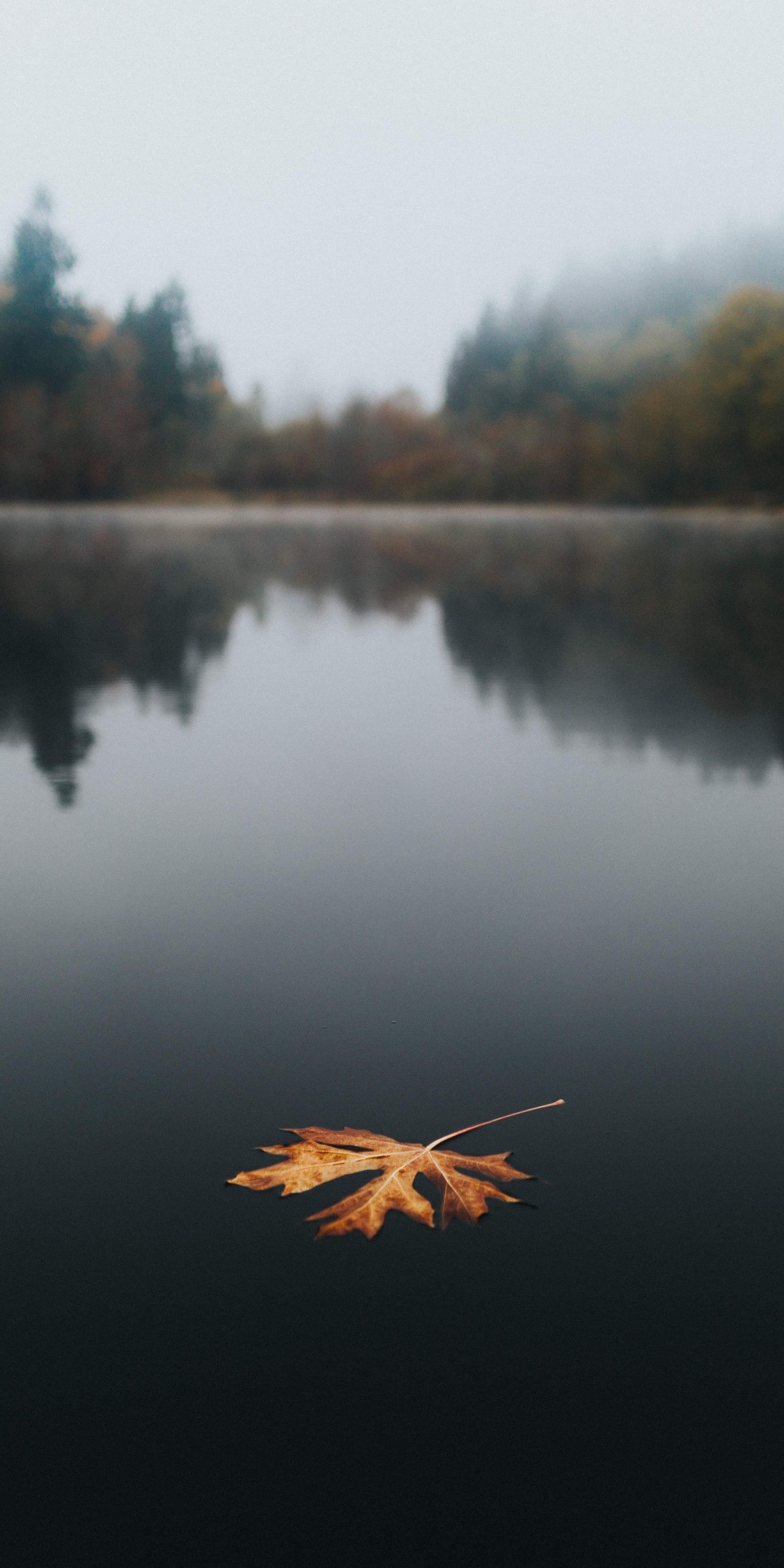 A leaf floating in the middle of water - Lake