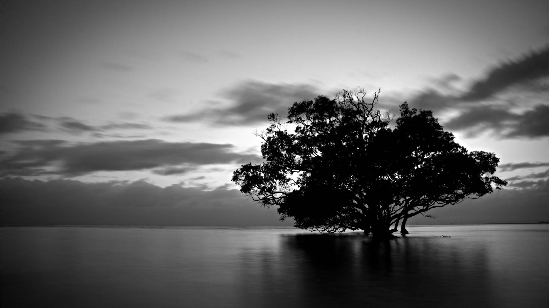 A tree standing in the middle of a body of water. - Lake
