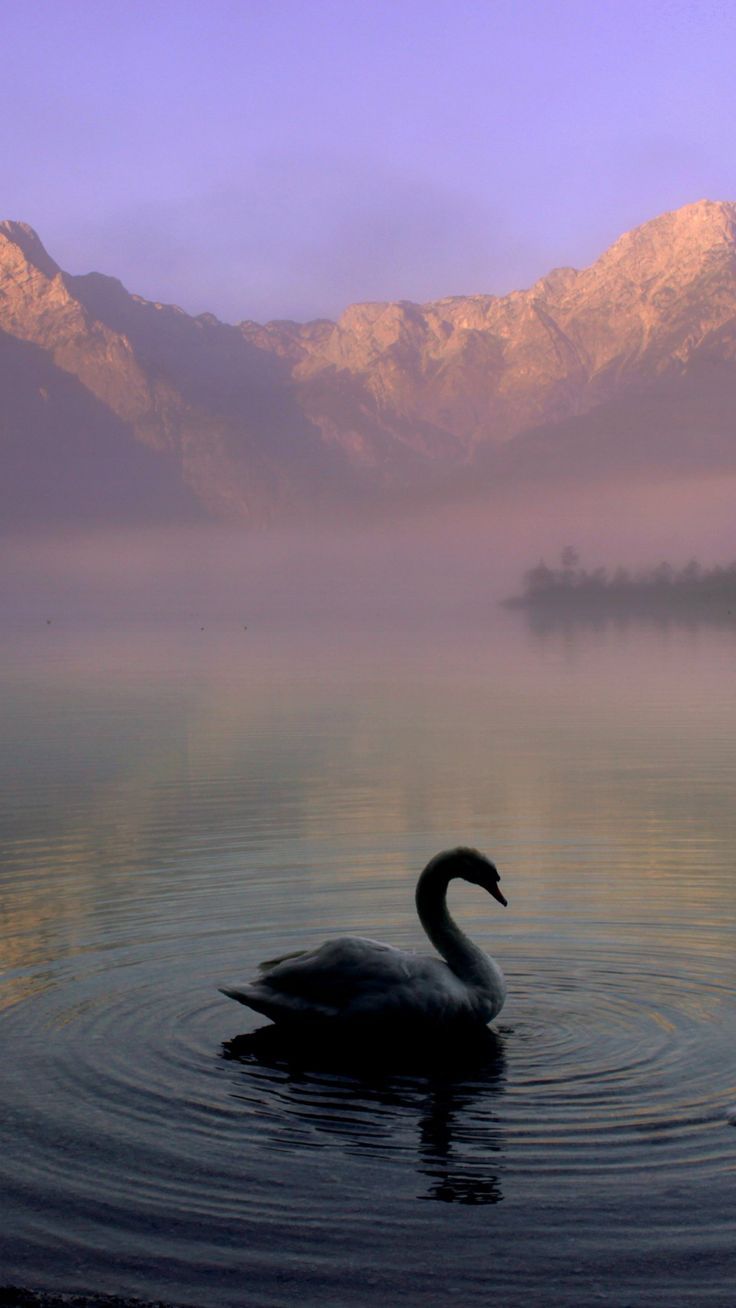 A swan floating on a lake with mountains in the background - Lake