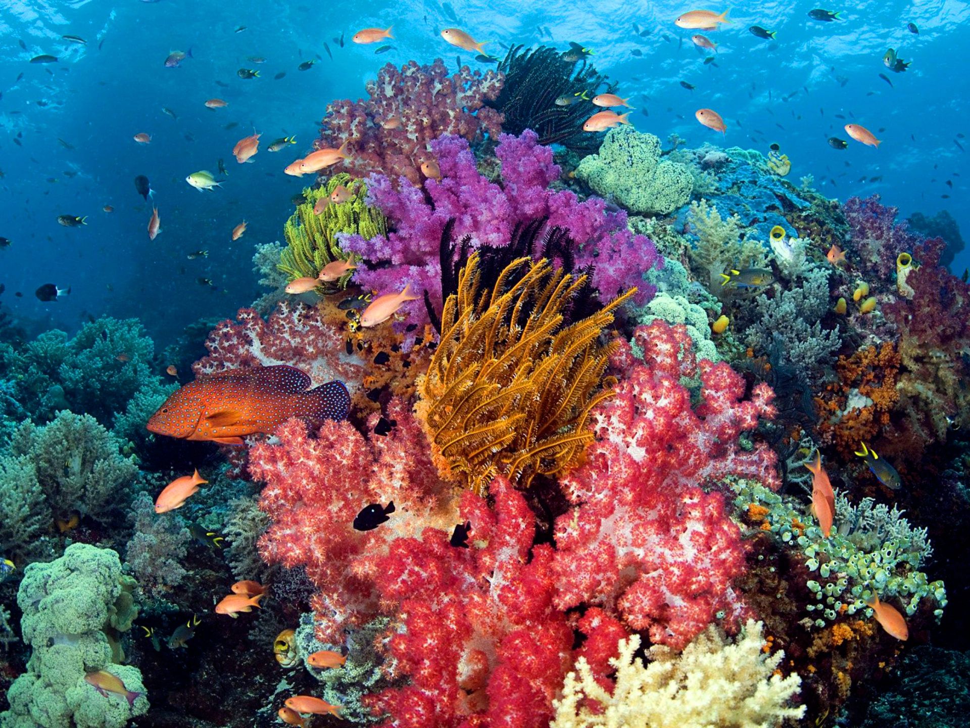 A colorful coral reef with fish swimming around it. - Coral