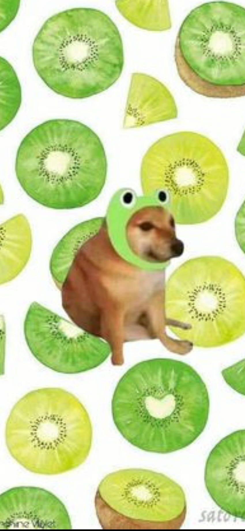 A dog in the middle of kiwi slices - Kiwi