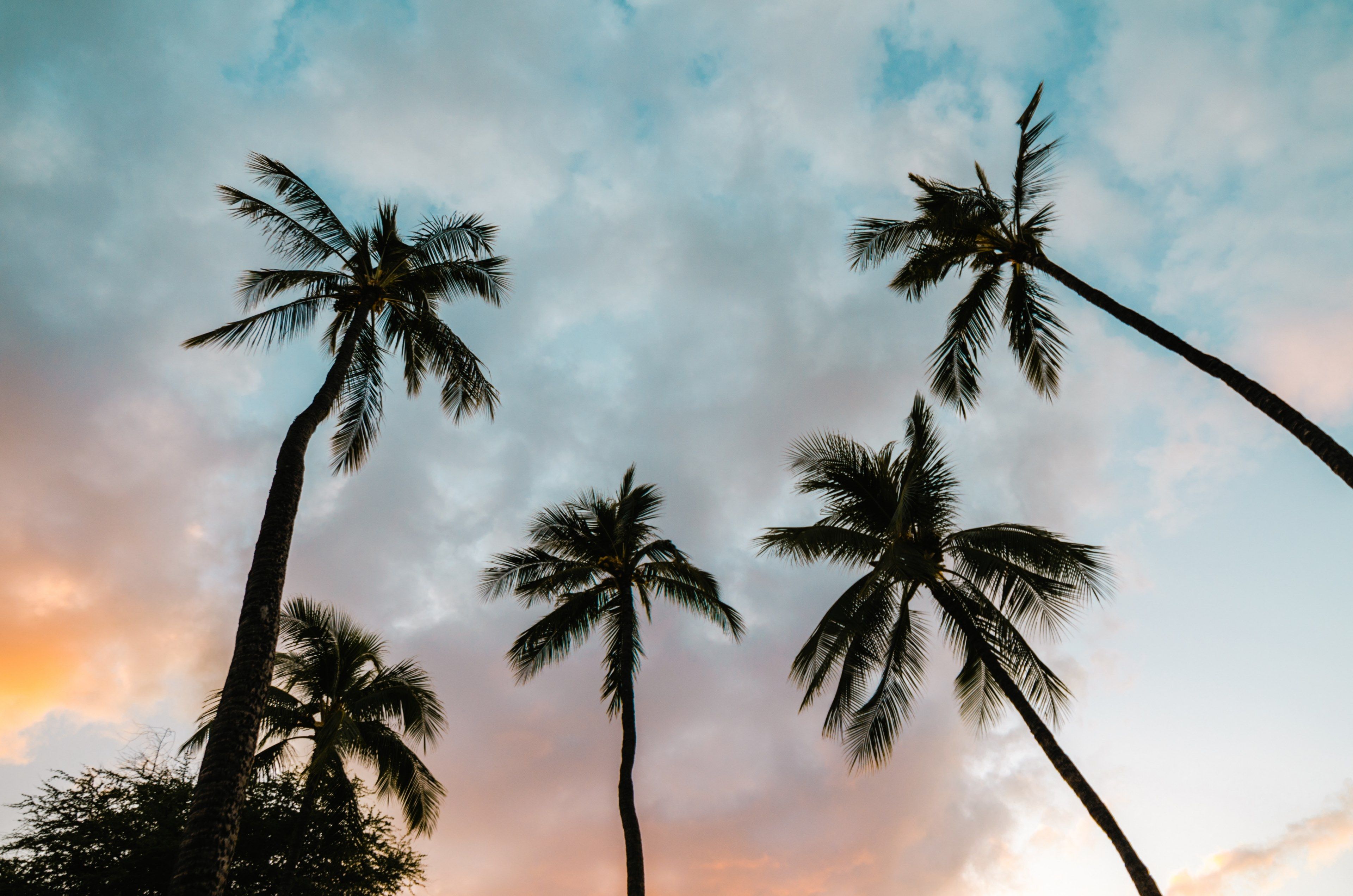 Palm trees silhouetted against a cloudy sky at sunset - Hawaii