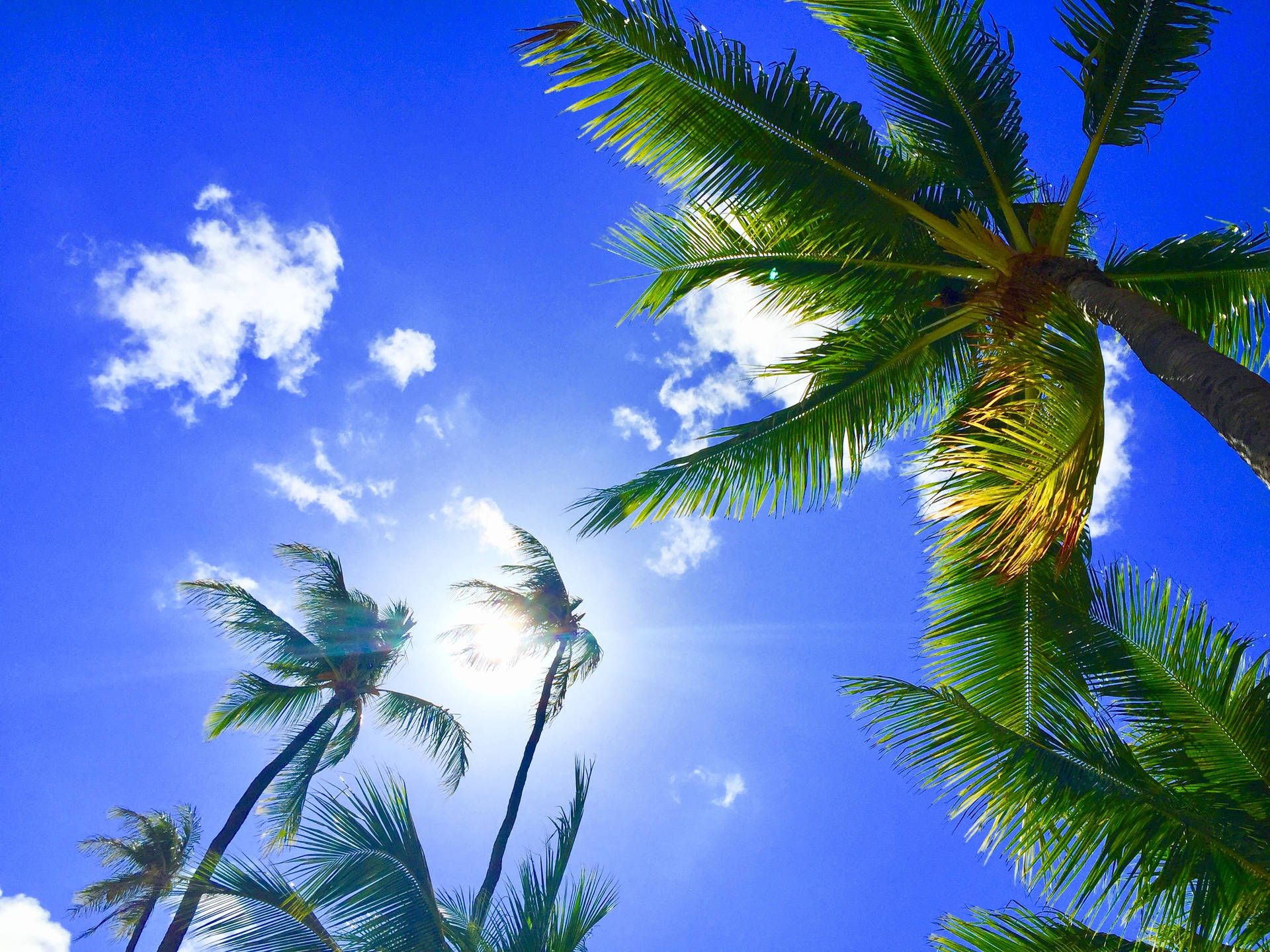 Palm trees and the sun in the sky - Hawaii