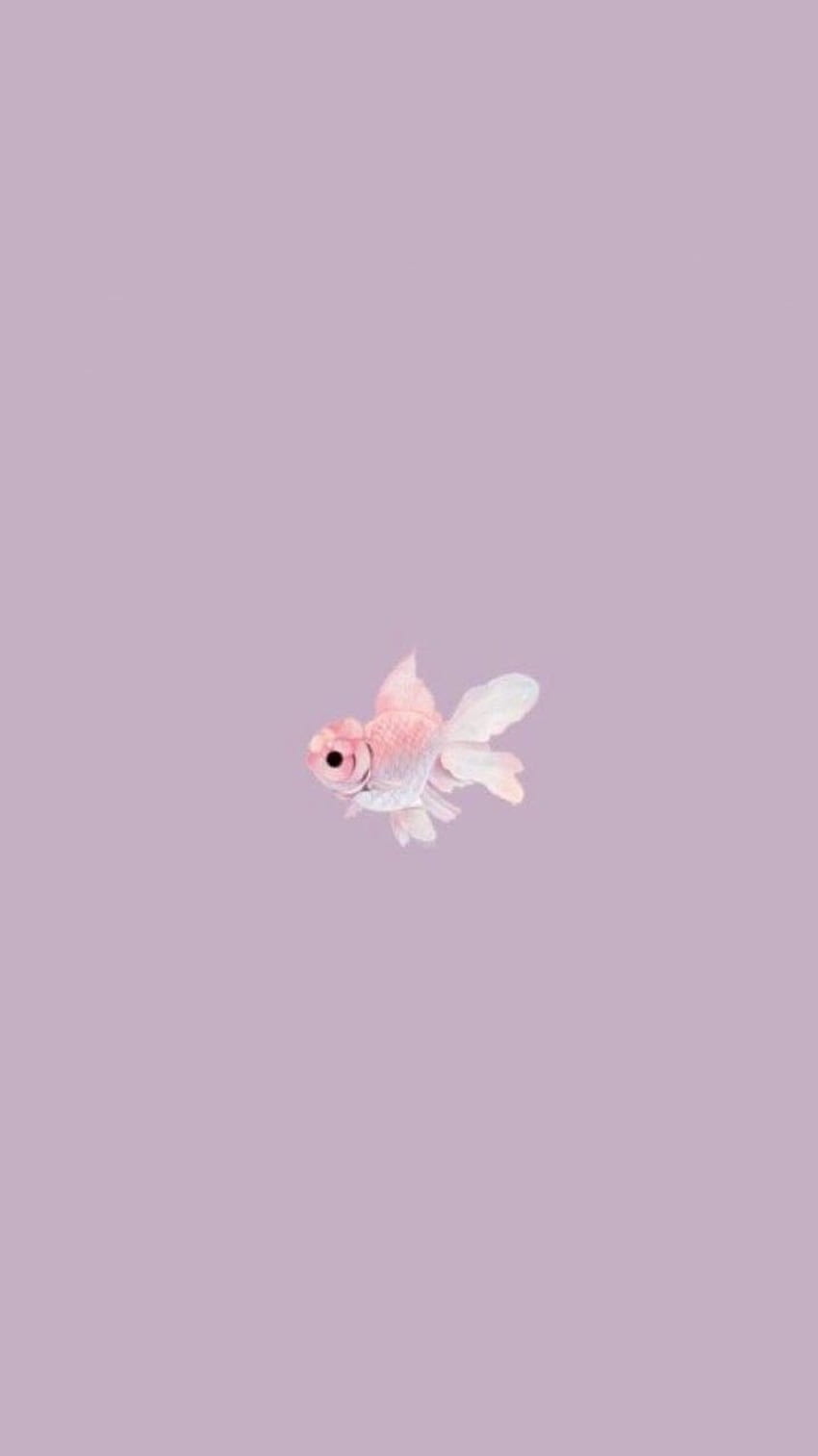 Aesthetic fish HD wallpaper