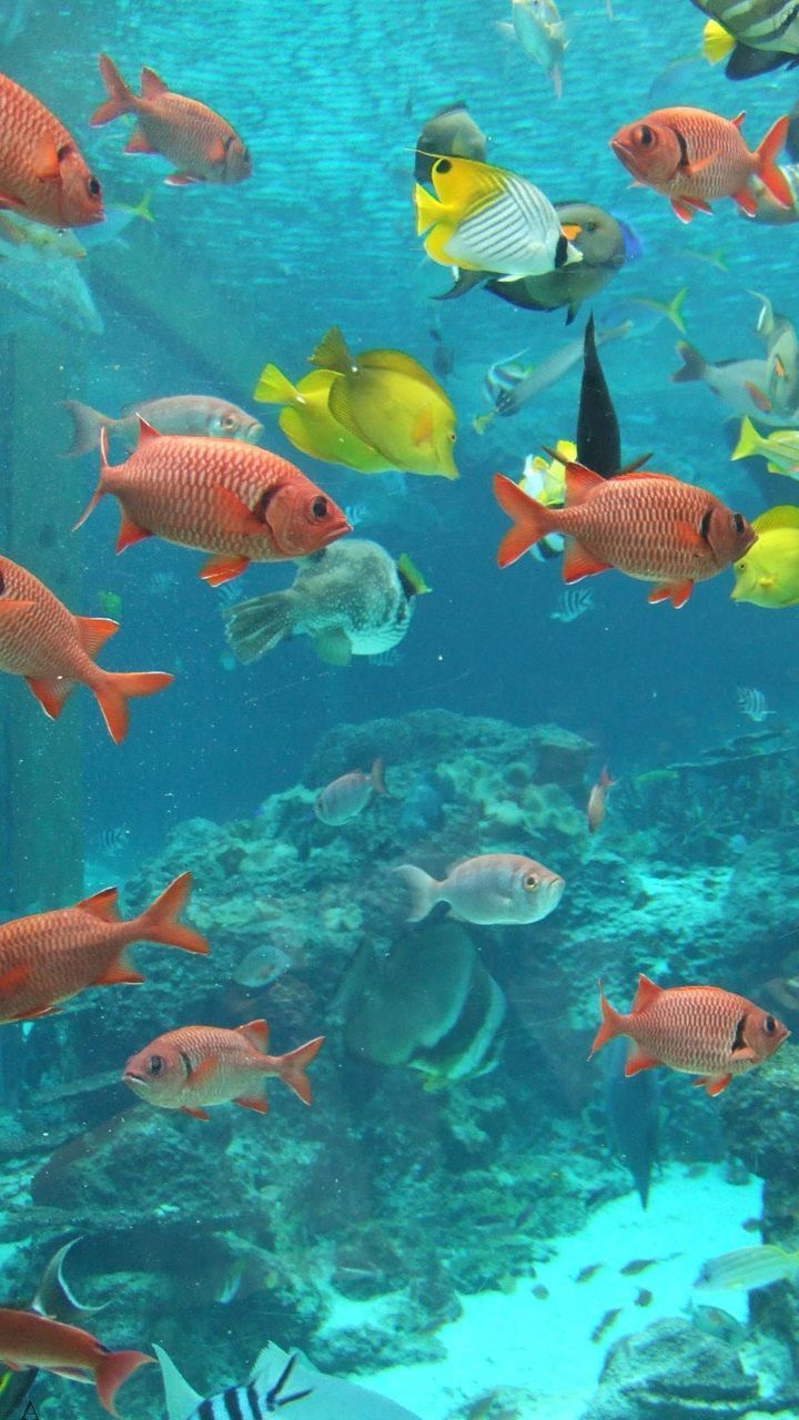 Fish In Water Wallpaper