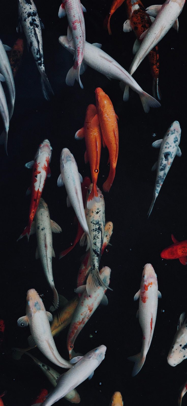 A group of fish swimming in the water - Fish