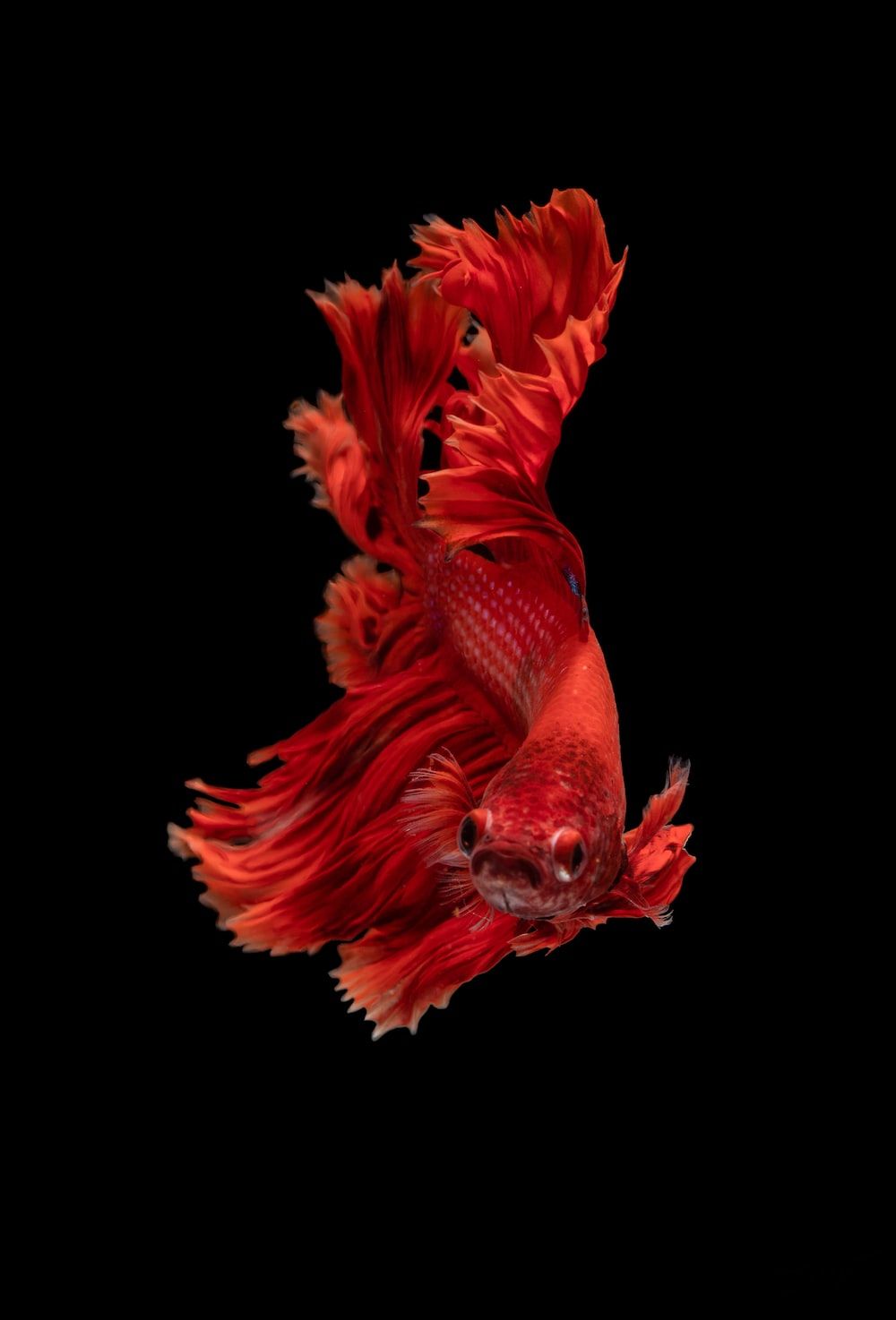 A red Siamese fighting fish with a black background - Fish