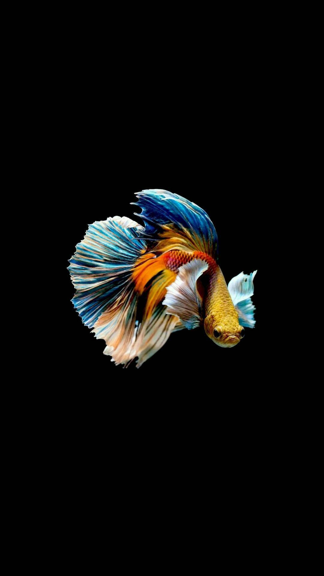 Free Fish iPhone Wallpaper Downloads, Fish iPhone Wallpaper for FREE