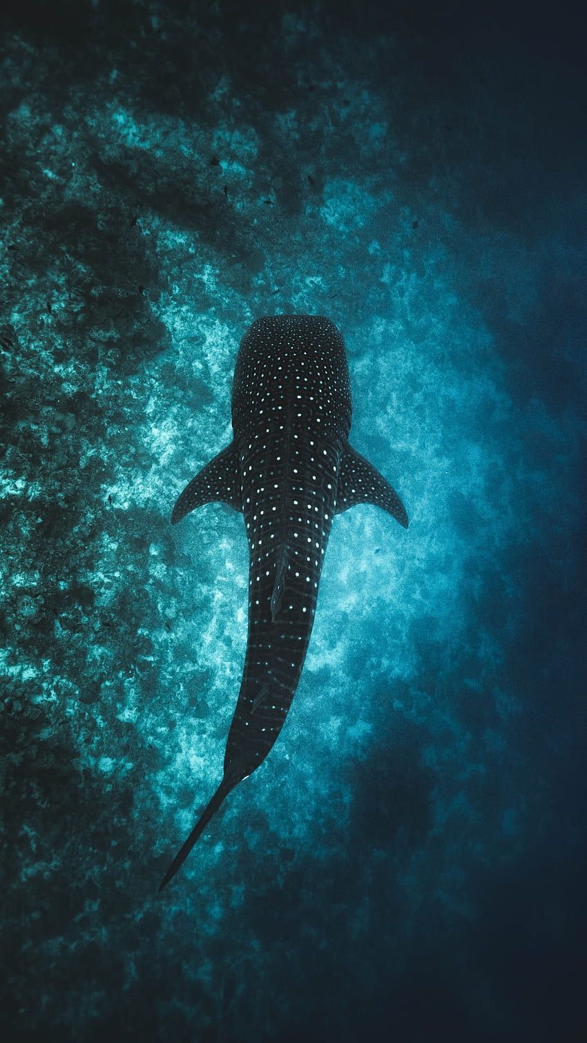 A whale shark swims in the ocean - Fish